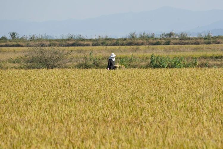 South Korean growers sue state power utility, blaming climate change for crop damage