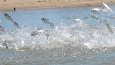 Minnesota, Wisconsin wildlife officials capture 100s of invasive carp in Mississippi River