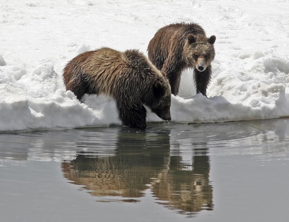 Vigil Set For Grizzly No. 399, The Beloved Grand Teton Bear Who Was ...