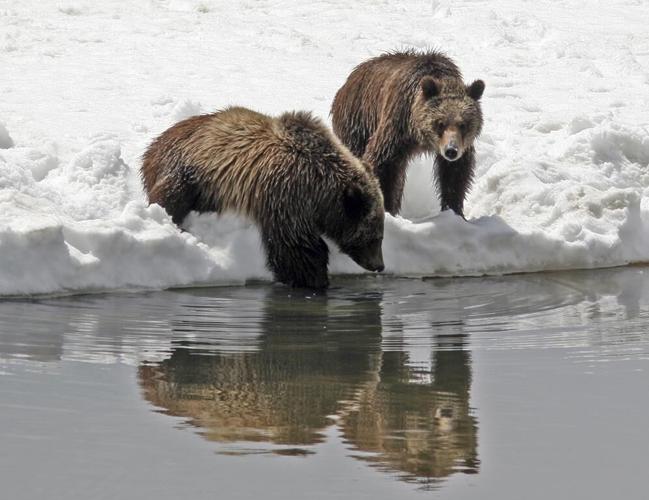 Vigil held for Grizzly No. 399, the beloved Grand Teton bear who was killed by a vehicle