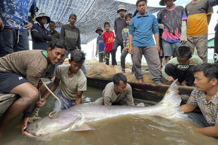 Huge and rare Mekong catfish spotted in Cambodia, raising conservation hopes