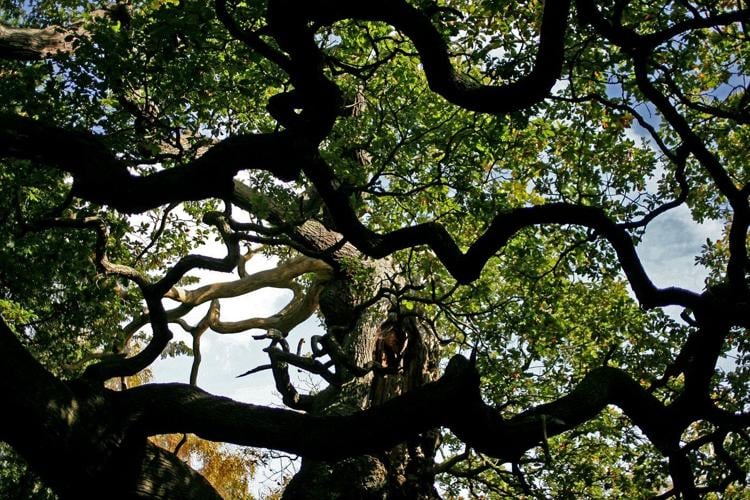 An ancient oak tree said to have sheltered legendary Robin Hood has died
