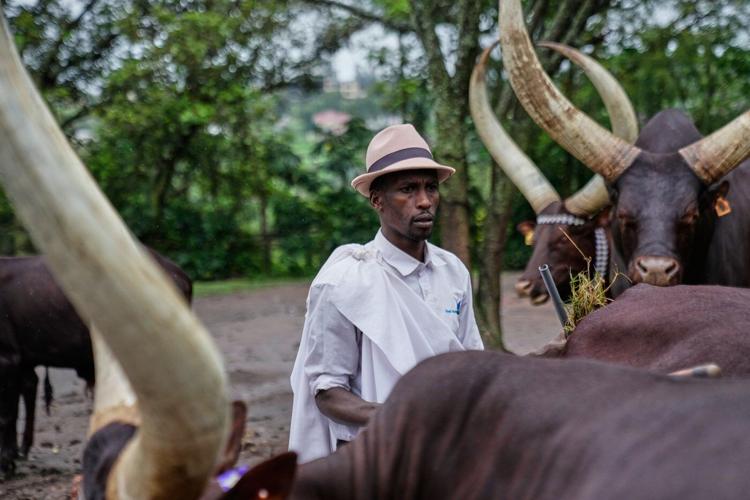 In Rwanda, a royal herd of cattle is treated to poetry and cultural reverence