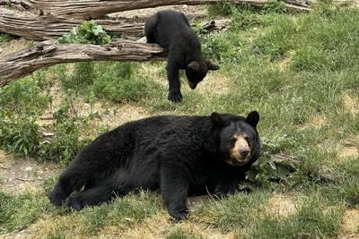 Marineland à l'amende pour avoir gardé des ours dans des enclos trop exigus