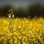 'Mercy of politics': ºÃÉ«tv farmers weigh plans as Chinese tariff hits canola price