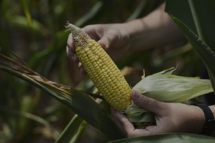 To get that perfect ear of corn, weather has to cooperate. But climate change is making it dicier