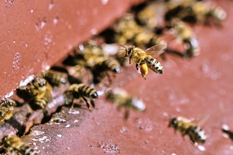 On 'World Bee Day,' the bees did not seem bothered. They should be