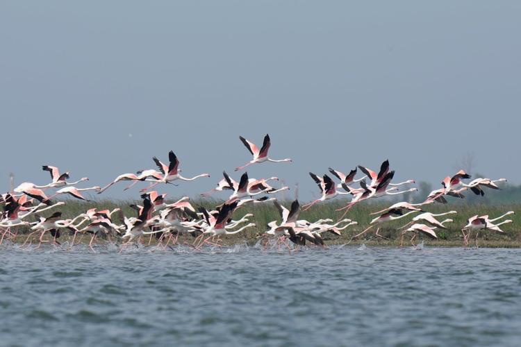 Venice’s growing flamingo population finds refuge in recovering wetlands