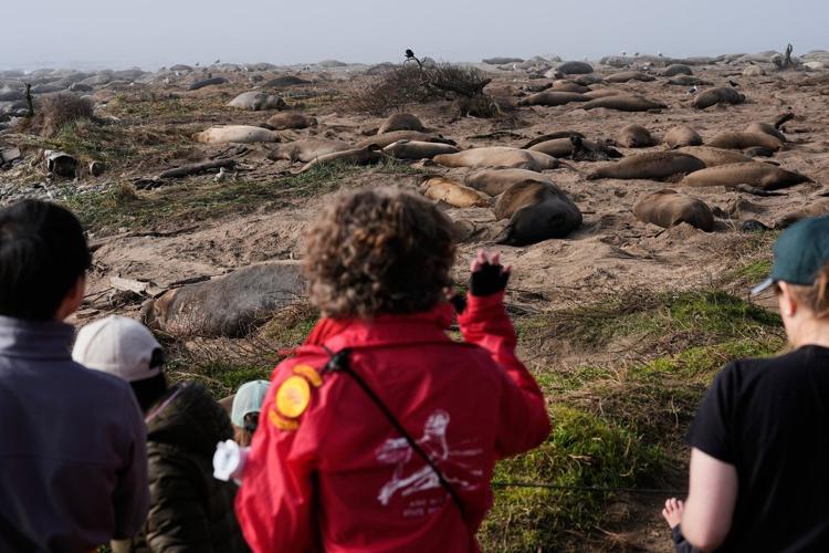 Elephant seals return to Año Nuevo State Park. Visitors watch battling bulls and 75-pound pups