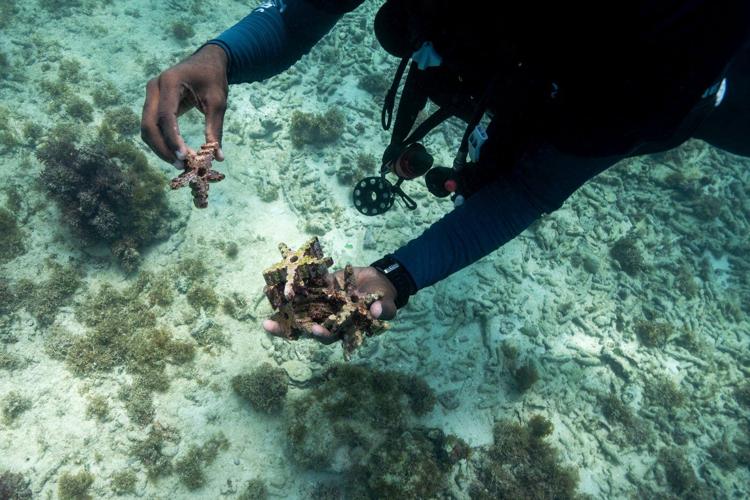 As reefs vanish, assisted coral fertilization offers hope in the Dominican Republic