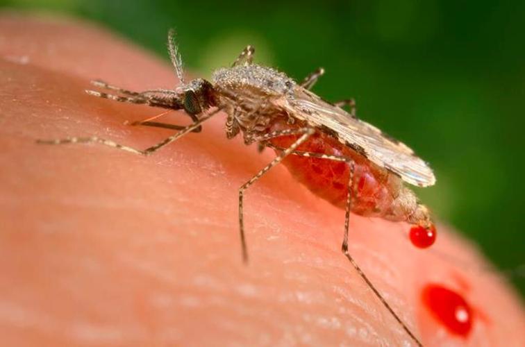 Invasive mosquitoes could unravel malaria progress in Africa