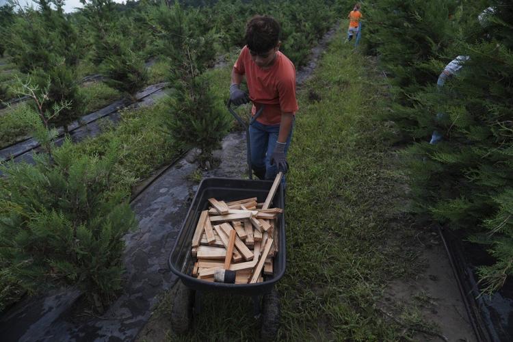 Texas floodwaters damaged crops and endangered livestock. Now farmers and ranchers are cleaning up