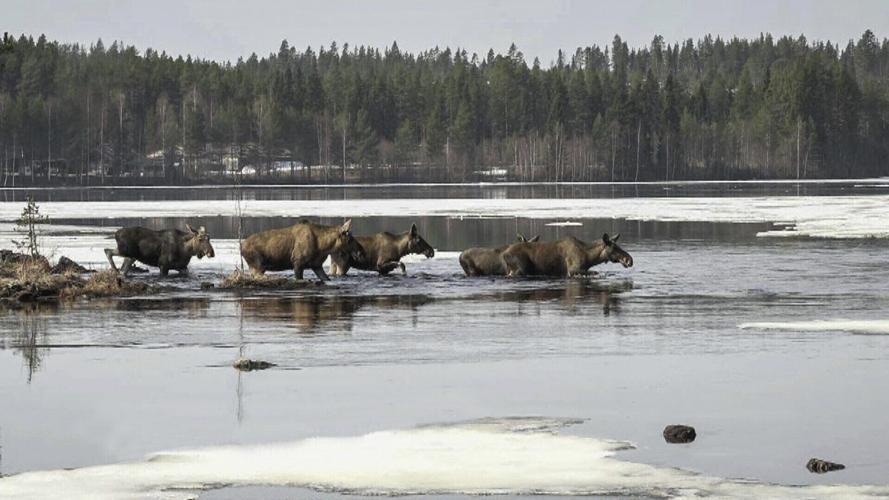 24-hour live coverage of Sweden’s epic moose migration draws to a close