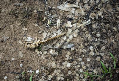 Quebec chemical firm hit with $1.4-million fine over substance discharged in river