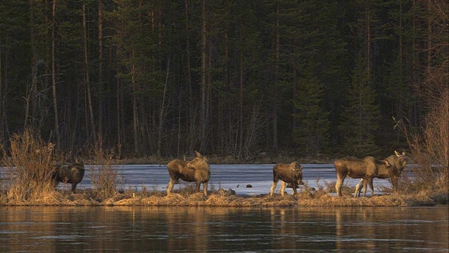 24-hour live coverage of Sweden’s epic moose migration draws to a close