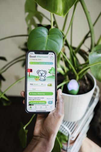How to use tech in the garden and still keep your serenity