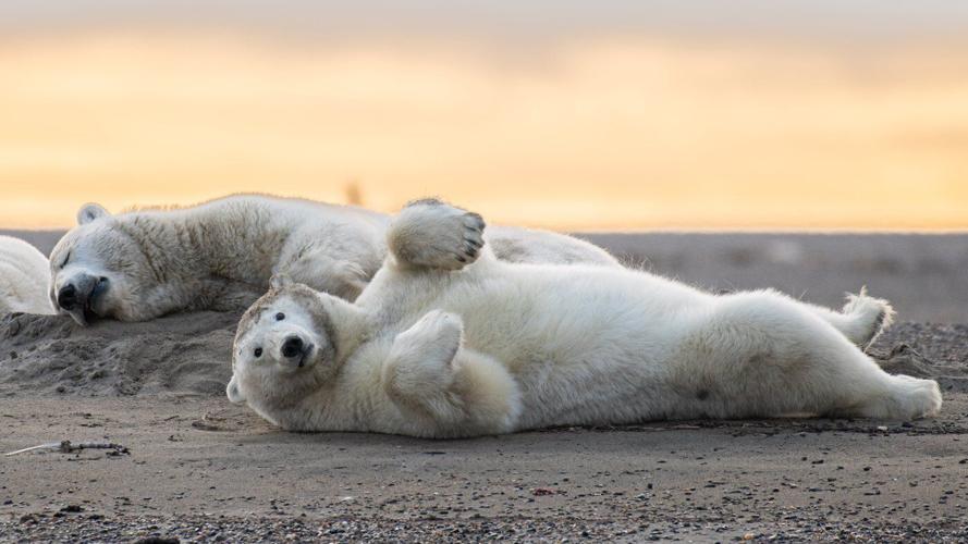 A tiny Arctic village in Alaska is trying to revive its polar bear tourism industry
