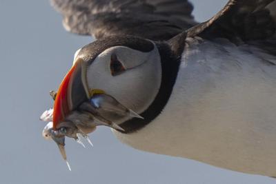 Maine's puffin colonies recovering in the face of climate change