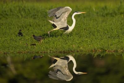 Tons of dead fish cover major river in Brazil after alleged dumping of industrial waste