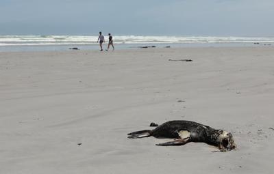 Scientists in South Africa say they have identified the first known outbreak of rabies in seals