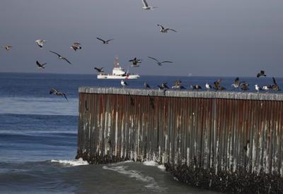 El Niño, not avian flu, caused the deaths of hundreds of birds in Mexico, government says