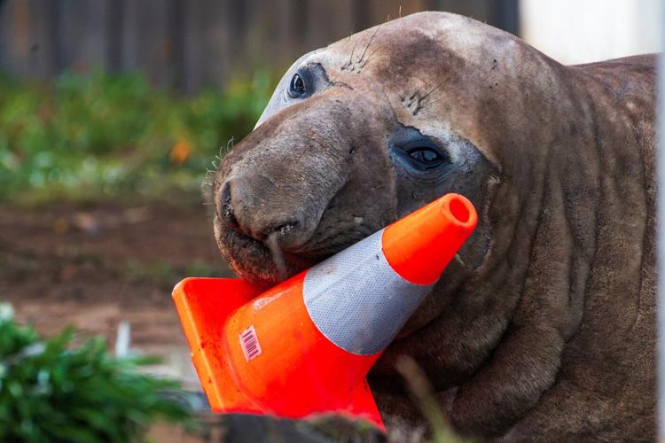 Australian officials ask fans to respect the privacy of Neil, a 1-ton seal who respects nothing