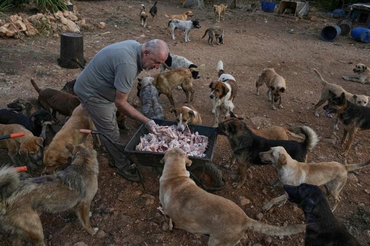 Photos of pets and farm animals rescued from the war in southern Lebanon
