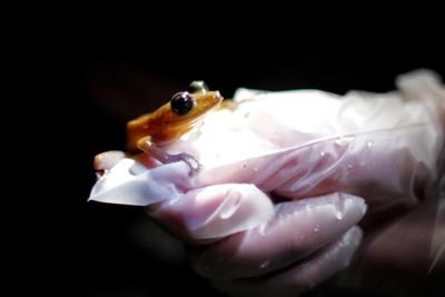 Amphibians are the world's most vulnerable animals and threats are increasing