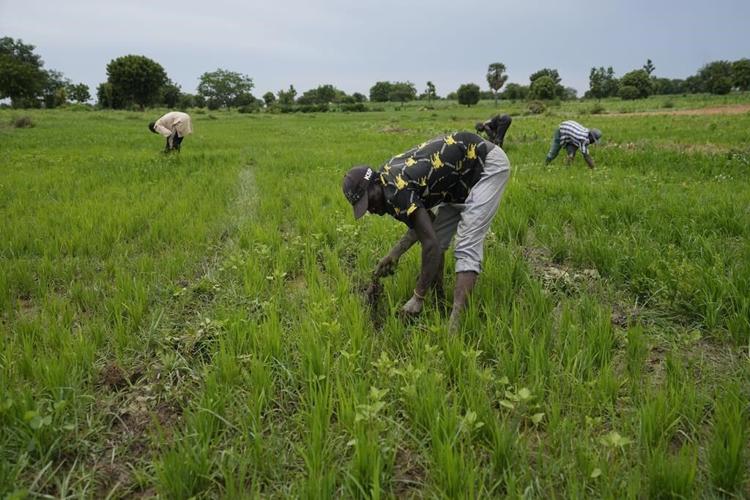 Climate and violence hobble Nigeria's push to rely on its own wheat after the hit from Russia's war