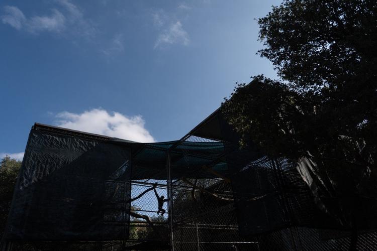 A haven for endangered gibbons, in photos