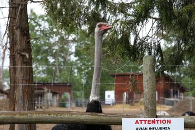 Federal Court of Appeal to hear arguments in B.C. ostrich farm avian flu case