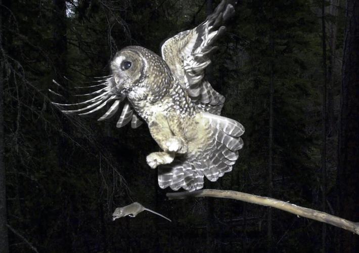 To save spotted owls, US officials plan to kill hundreds of thousands of another owl species
