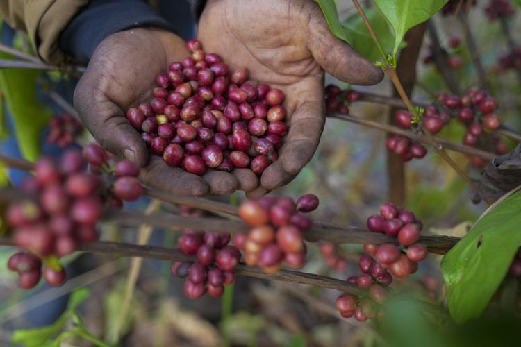 As warming climate hammers coffee crops, South Sudan tests a tougher species