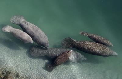 Endangered status sought for manatees as hundreds starve