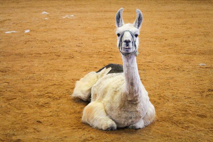 World's oldest llama enjoys comforting chronically ill children in North Carolina