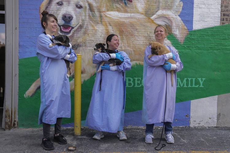 Puppies rescued from flood-stricken Texas arrive at Chicago shelter
