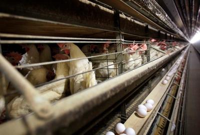 Le tout premier cas humain de grippe aviaire H5N1 contractée au pays est confirmé