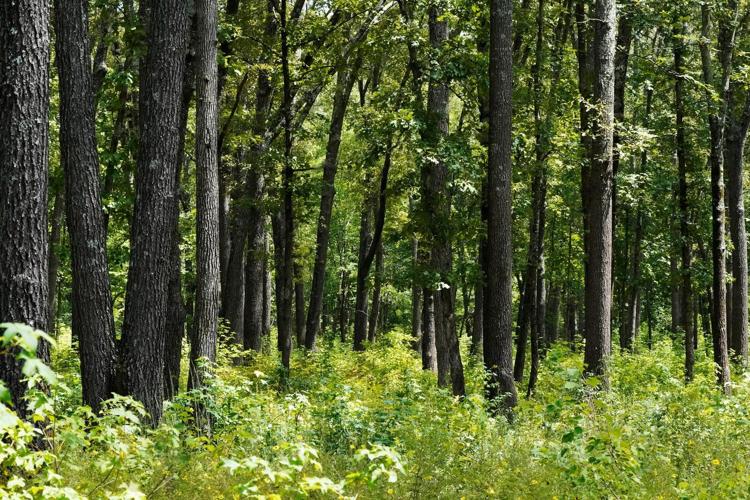 Give caterpillars a 'soft landing' under your trees. The ecosystem will thank you
