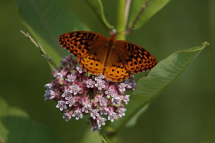 First national analysis finds America's butterflies are disappearing at 'catastrophic' rate
