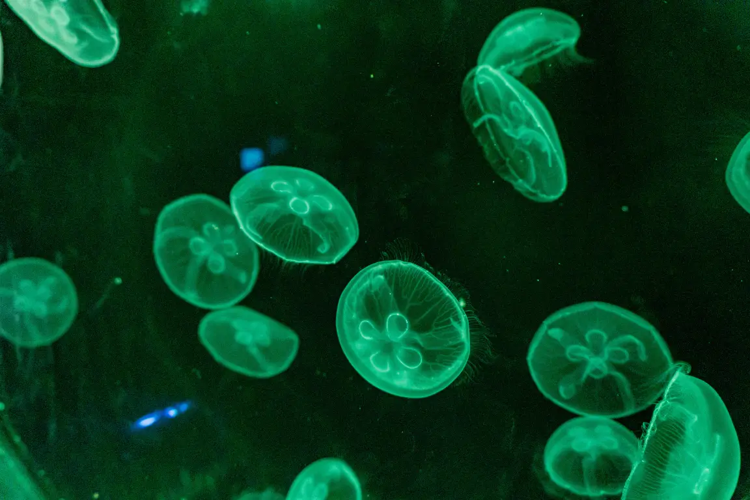 AquaFoz Offers a New Perspective on Iguassu Through Its Aquatic Biodiversity