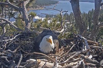 Hatch watch is underway at a California bald eagle nest monitored by a popular online camera feed