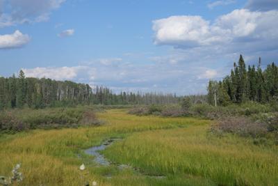 Ring of Fire road to bring prosperity to First Nation, problems for caribou: report