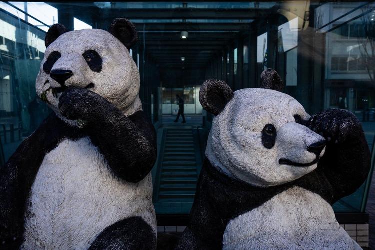 Photos shows Japan's love of pandas as twins Xiao Xiao and Lei Lei return to China