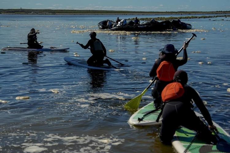 Offering a dose of healing, curious beluga whales frolic in a warming Hudson Bay