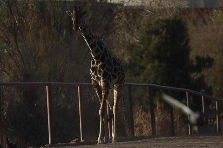 Gangly adolescent giraffe Benito has a new home. Now comes the hard part - fitting in with the herd