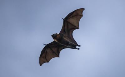 B.C. vet warns of surge in bat encounters after positive rabies test