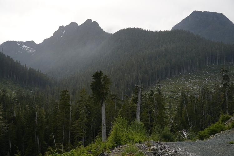 Lichen, logging, land rights: Complex forces play out in fate of ancient B.C. forest