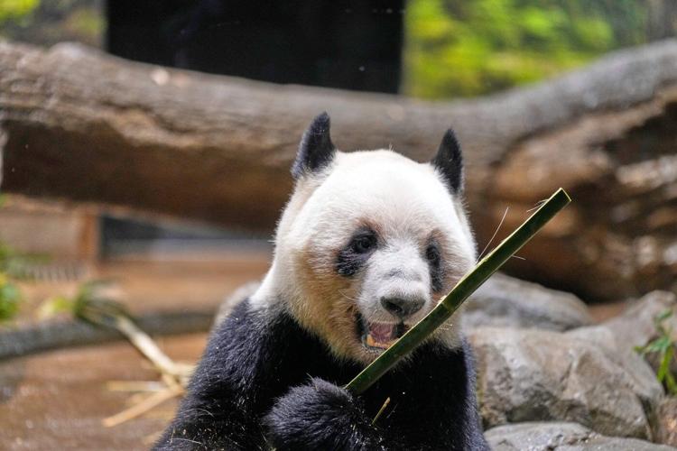 Thousands flock to a Tokyo zoo to see the last 2 pandas in Japan before their return to China