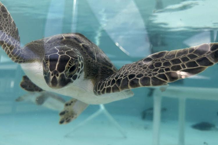Sea turtles return to the Atlantic Ocean off Florida after being stunned by the cold