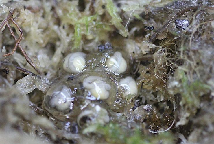 Scientists hope these tiny froglets can save their species